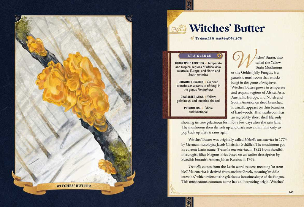 Little Book of Mushrooms