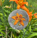 Invasive Species of the Northeast Embroidery Kit - Day Lily