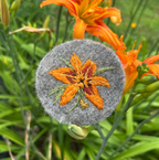 Invasive Species of the Northeast Embroidery Kit - Day Lily