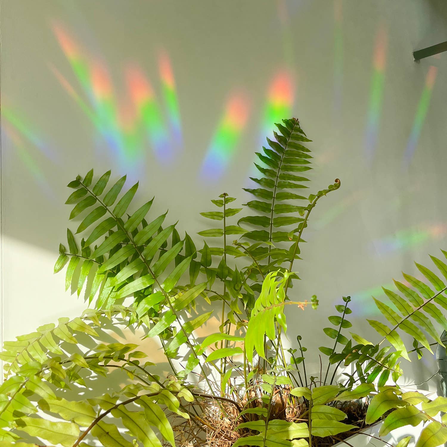 Rainbow maker sticker - Rainbow Drizzle